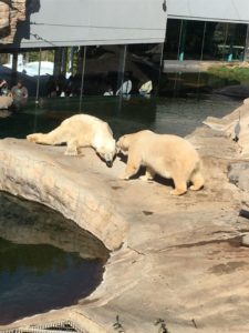 子連れで行くサンディエゴ・ロサンゼルスの旅 ー サンディエゴ編